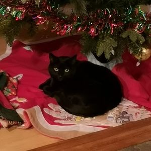 Meet your Posher, Melodie